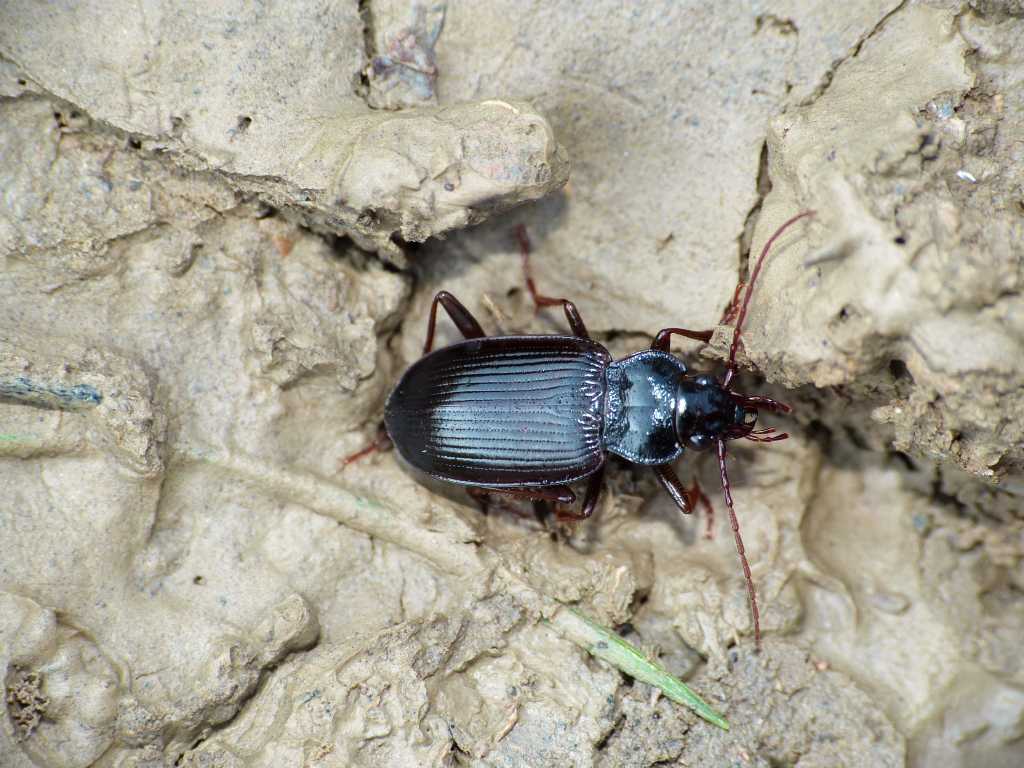 Nebria brevicollis - Tolfa (RM)